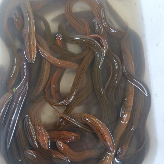 监利市自己抓的鳝鱼