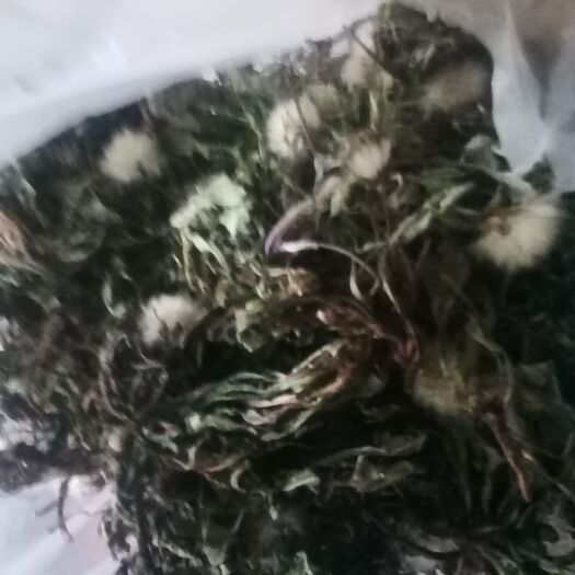 济南蒲公英