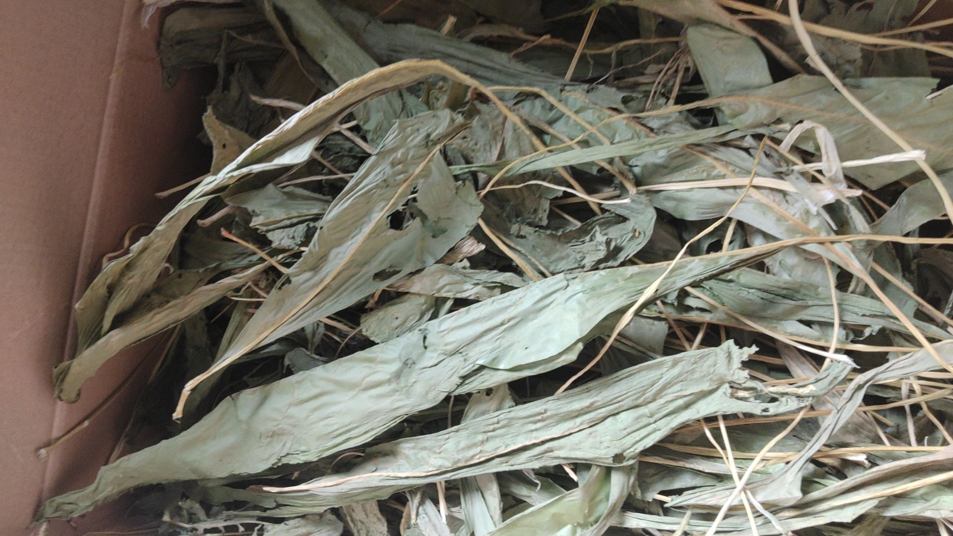 食叶草烘干草
