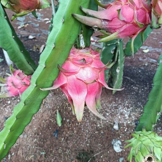 遂溪县火龙果