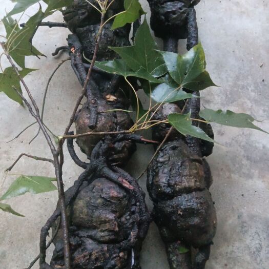 肇庆香枫树结节