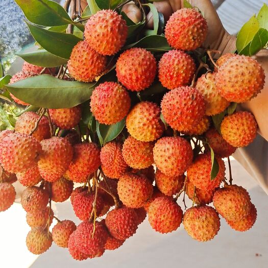 合江县带绿