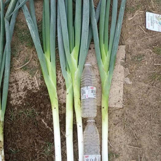 梁山县长白大葱