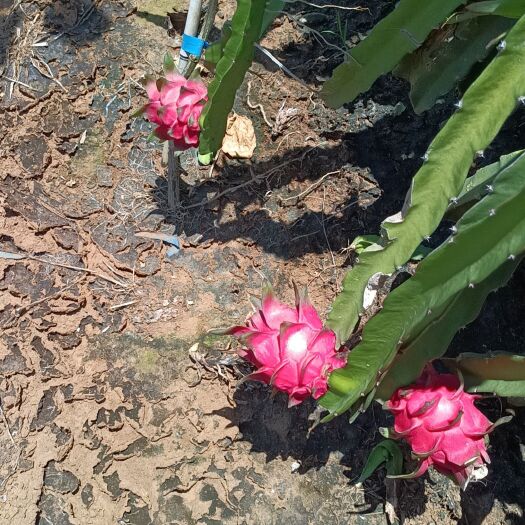 遂溪县火龙果