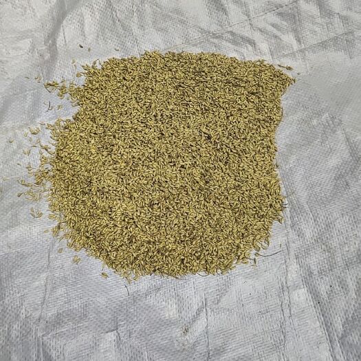 全州县产新干货槐米