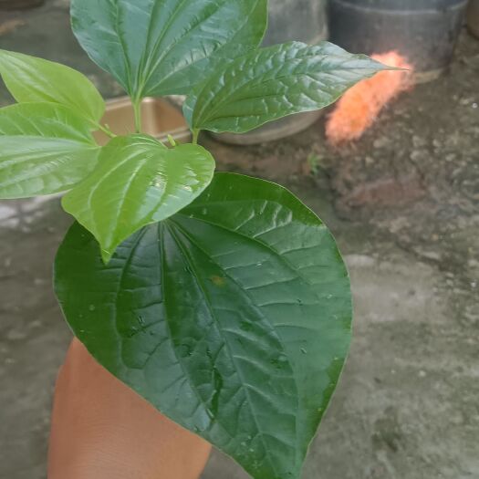 廉江市假蒟，包粽子，煮饭，特别香，量大优惠，不包邮