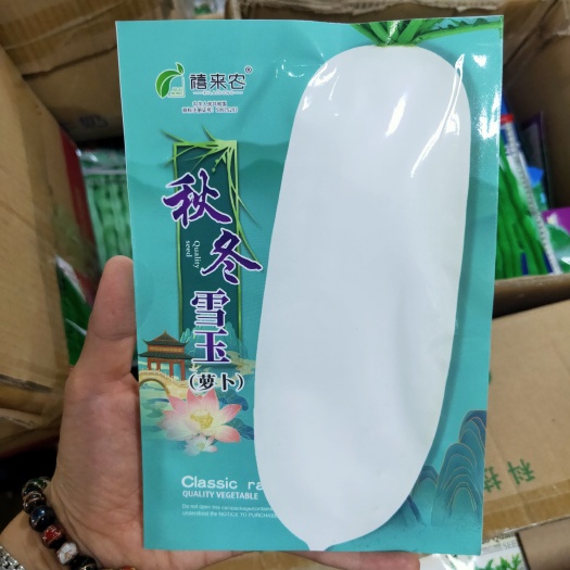 新春白玉萝卜种子白萝卜种子杂交一代肉质紧密不易抽苔