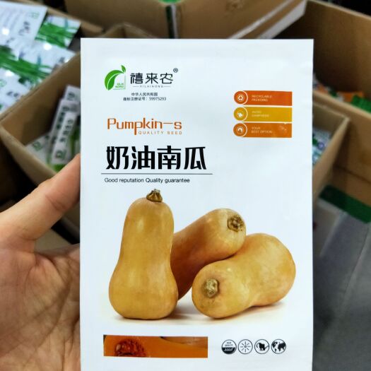 西安阿根廷奶油南瓜种子早熟奶油味香甜粉糯南瓜种子蔬菜