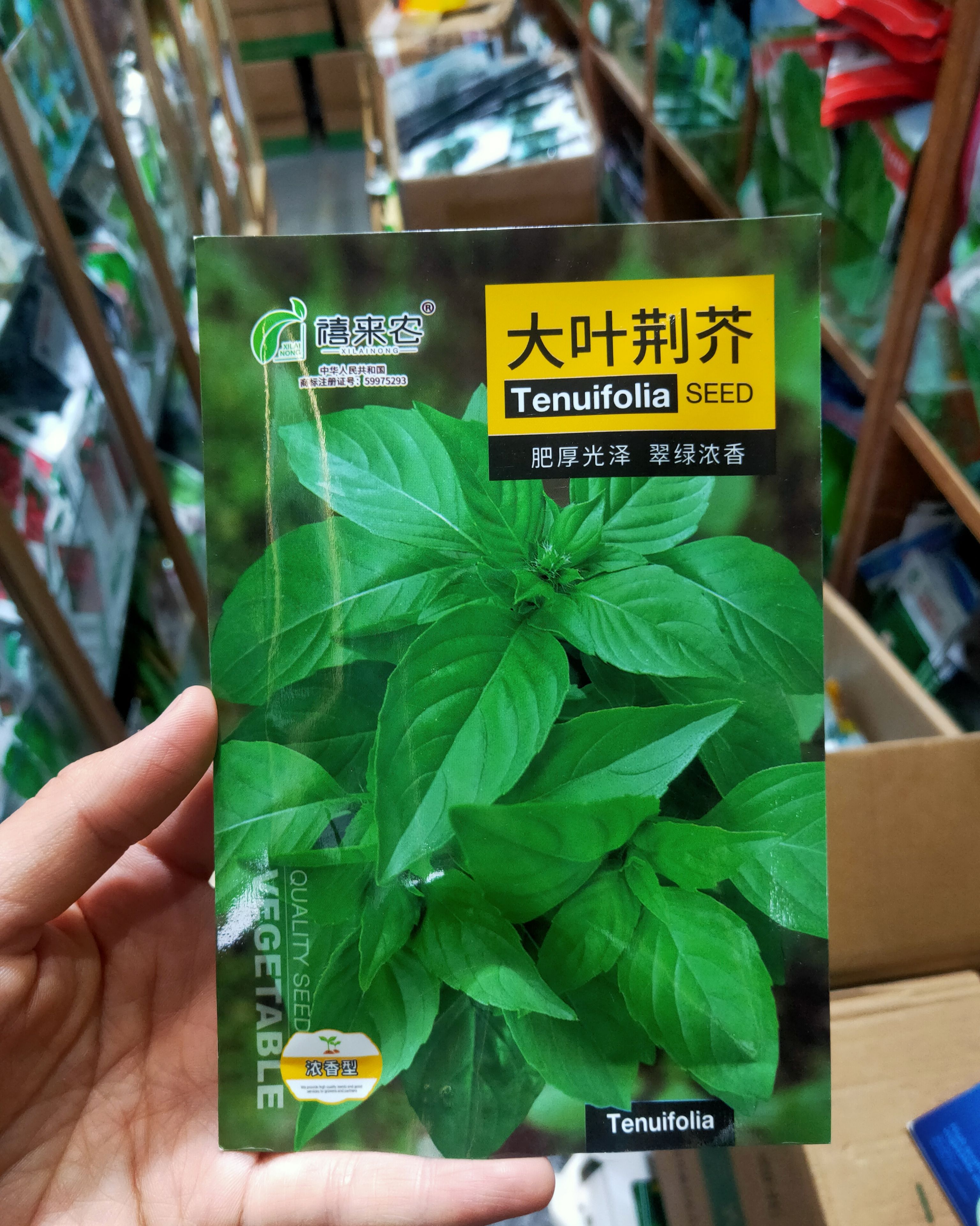 大叶荆芥种子荆芥菜种籽秧苗盆栽河南荆芥菜籽四季野菜蔬菜种子孑