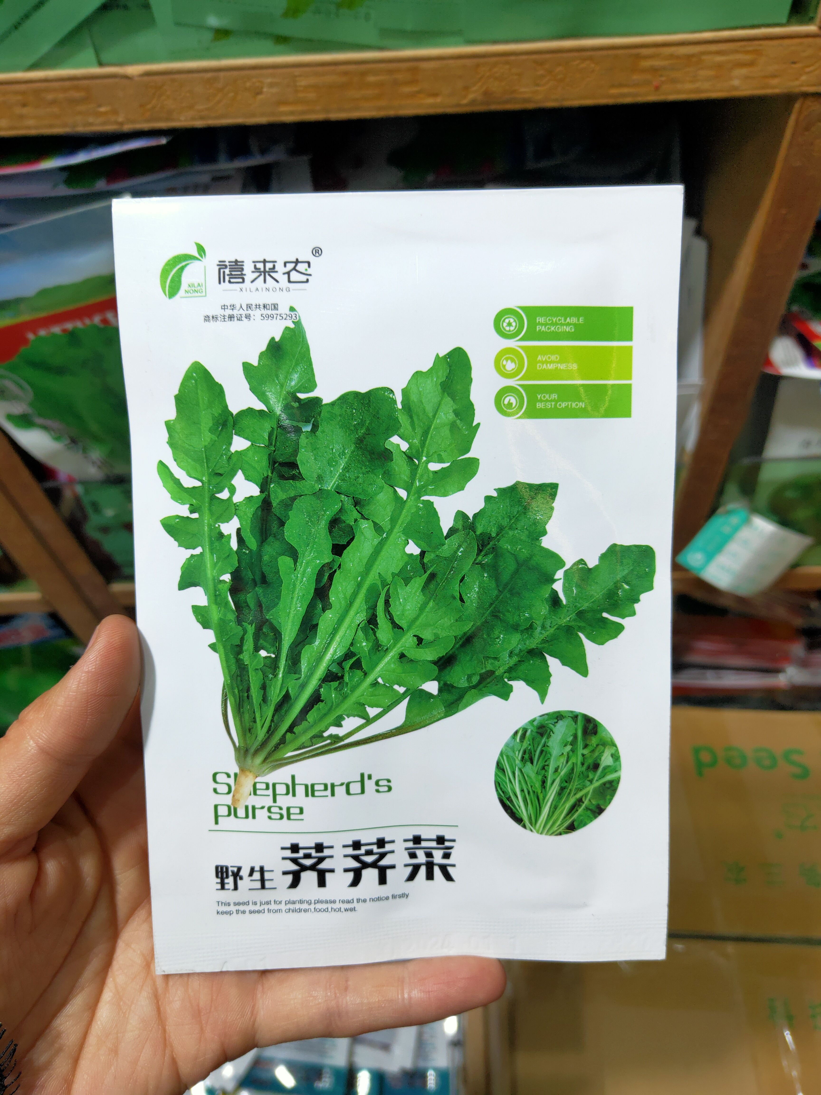 荠荠菜种子农家春播大叶春野菜种籽食用盆栽荠菜种孑青菜种籽