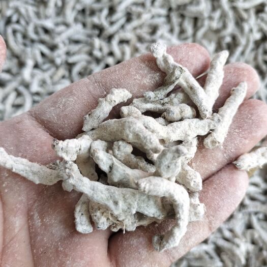 上林县白菌僵蚕