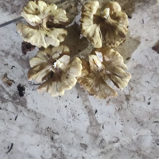 楚雄市老树核桃