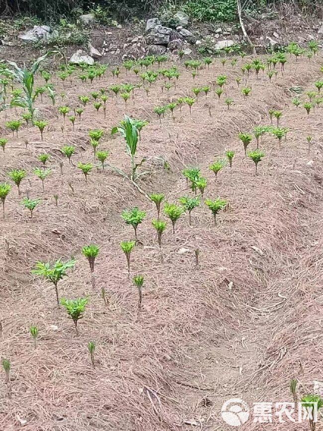 贵州高山鲜魔芋