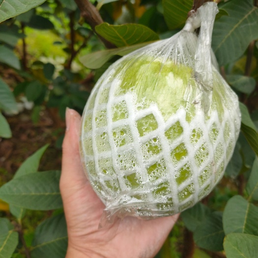 北流市红心番石榴，量大质优欢迎联系咨询