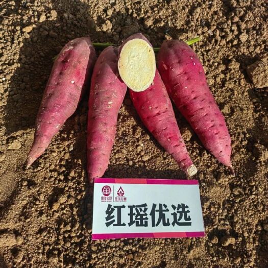 北京红瑶白薯红薯