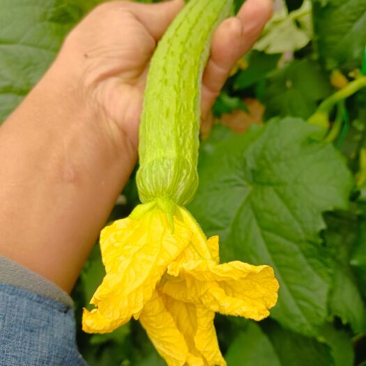 潍坊鲜花丝瓜
