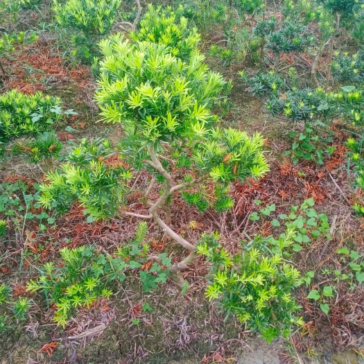 龙游式贵妃罗汉松，造型优美，家养良品。拿弯有度。