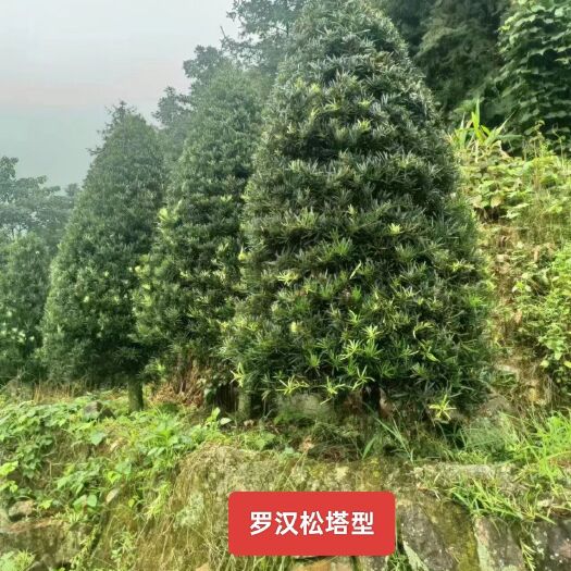 漳浦县罗汉松