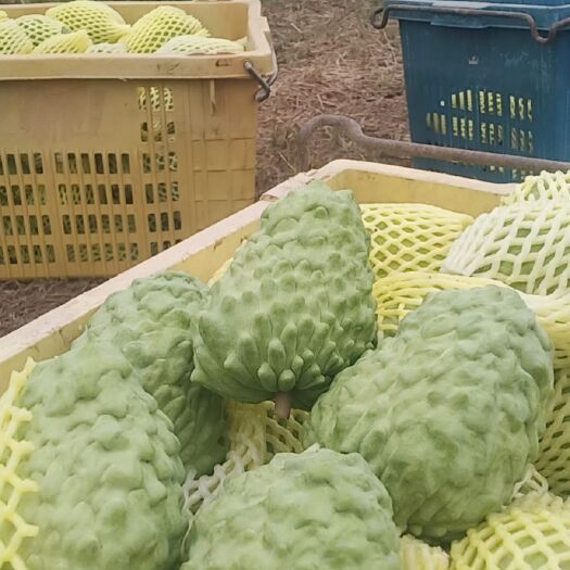 昌江县释迦果