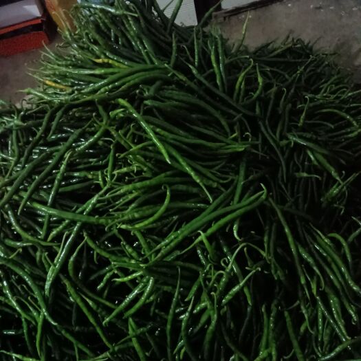 织金县鲜辣椒，基地直供