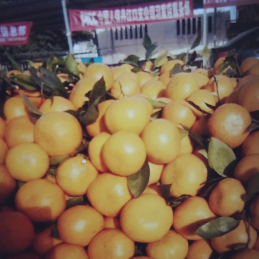 丹江口市蜜桔  精品蜜橘。。。。。。。。。。。。。。。。。。。。。。