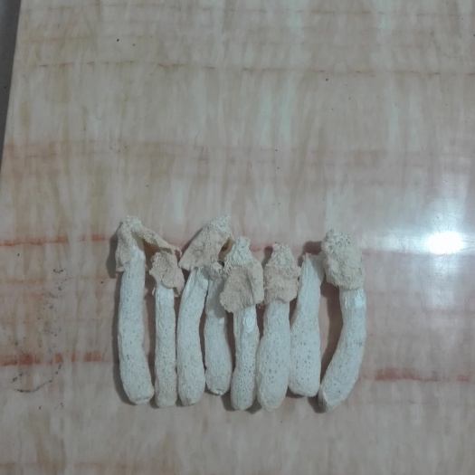 宁都县长裙竹荪 特级