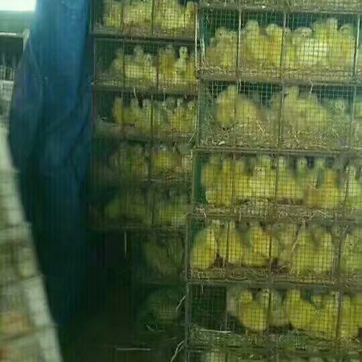 肥西县三花杂交鹅苗