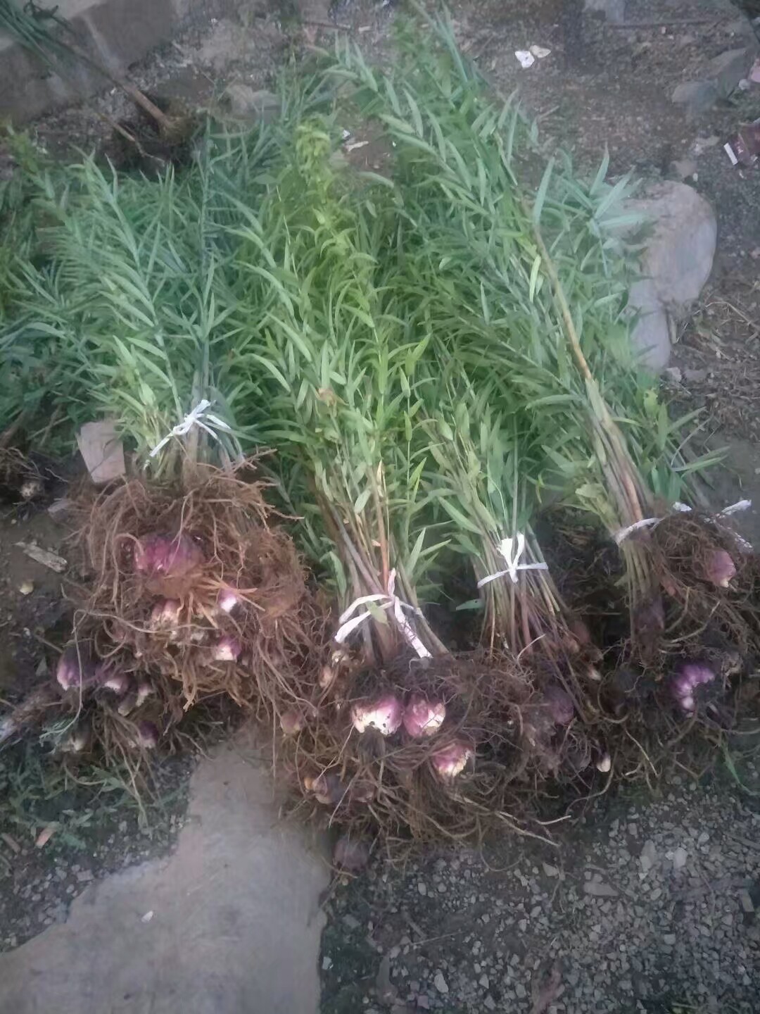 百合花 单头 