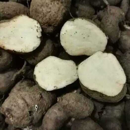 兴仁市白三叶  三叶青块根鲜货 一手货源 5斤起发货 数量有限，先到先得