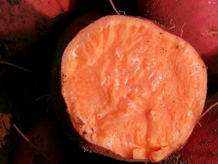 夏津县普薯32西瓜红大量批发西瓜红地瓜
山东德州红薯基地代发