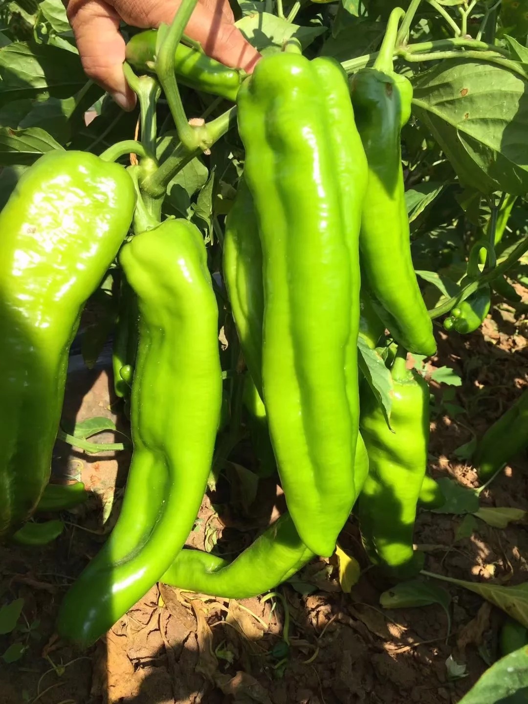 牛角椒种子 95%以上 杂交种