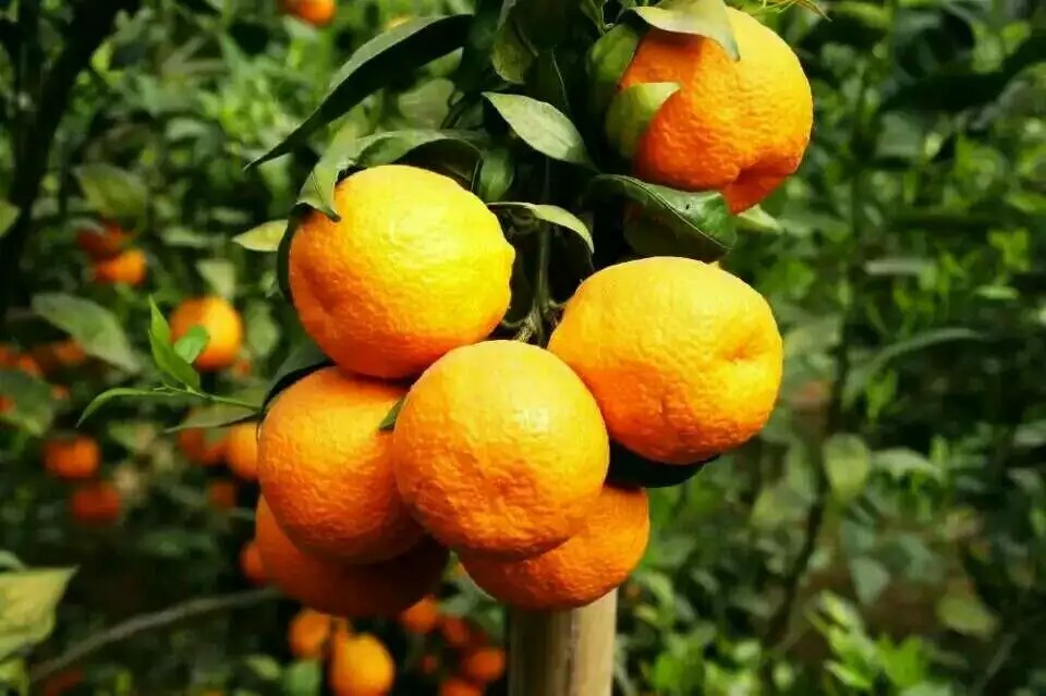 黄果柑 6 - 6.5cm 2 - 3两