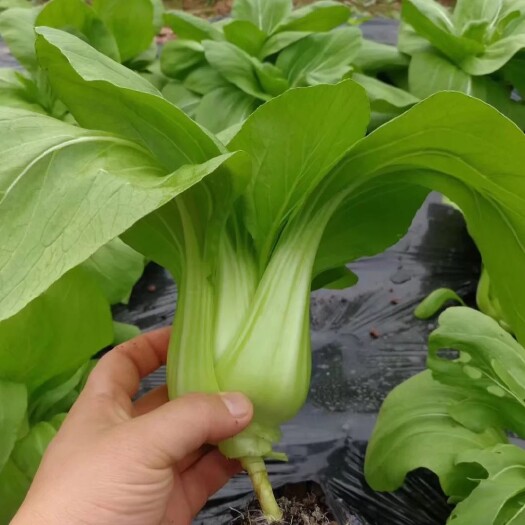 北京青梗菜种子