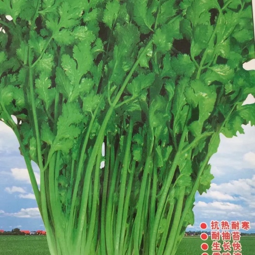 北京香菜种子 