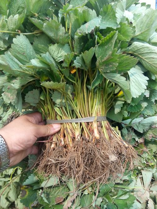 泰安红颜草莓苗 地栽苗 20~30公分 