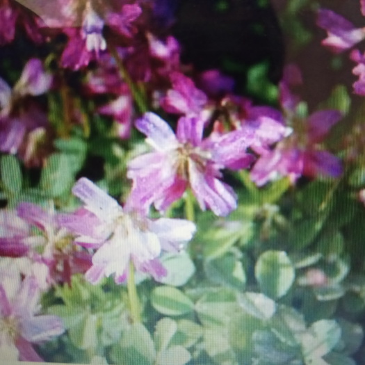 郓城县紫花苜蓿 