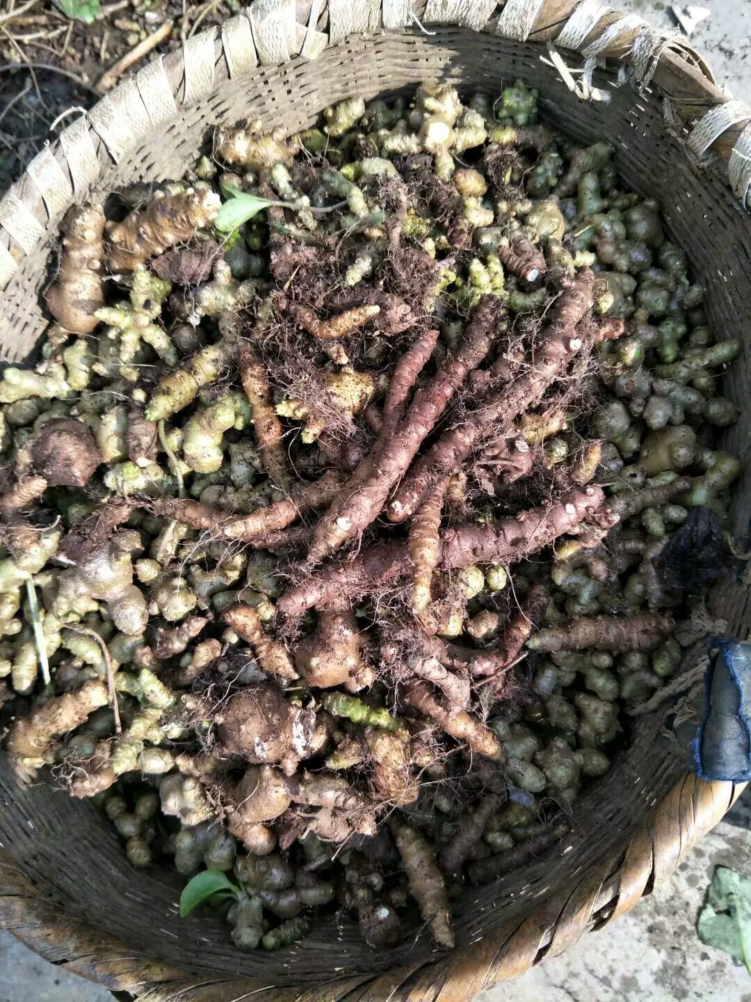 藤三七果鲜货 干货 苗等均有货，1斤起发货 量大优惠并包邮
