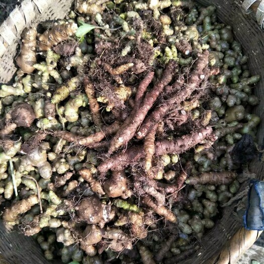 藤三七果鲜货 干货 苗等均有货，1斤起发货 量大优惠并包邮