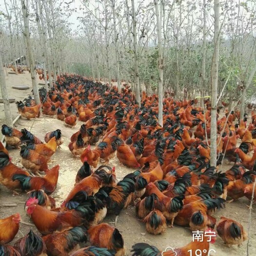 土鸡苗 公