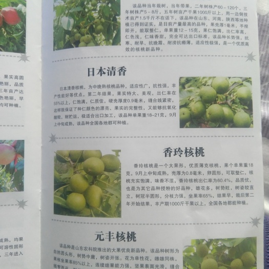 平度市香玲核桃苗