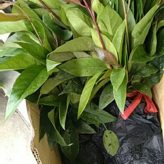 融水县粉红一号