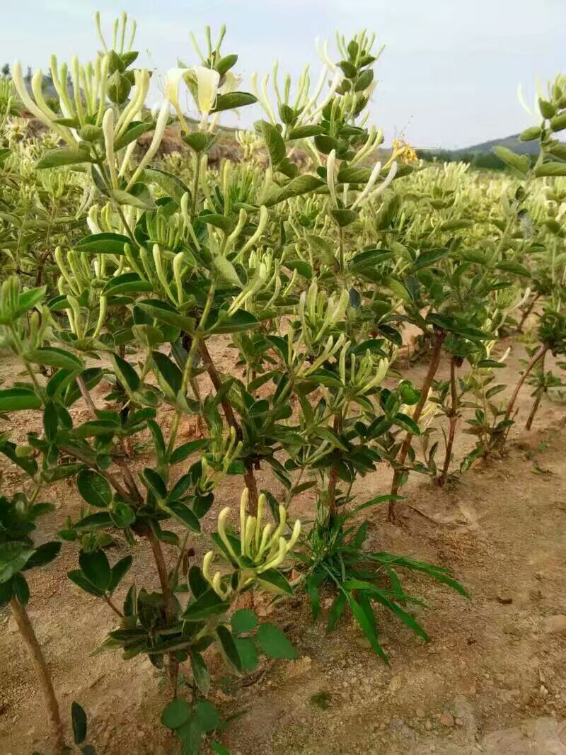 平邑县金银花苗，包回收，包纯度，包技术指导。