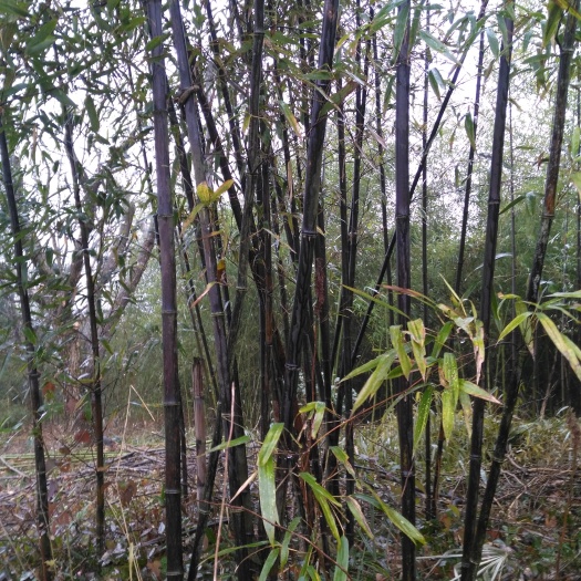 泾县紫竹