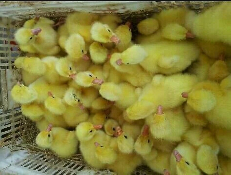 扬州大白鹅苗  ，三花鹅苗