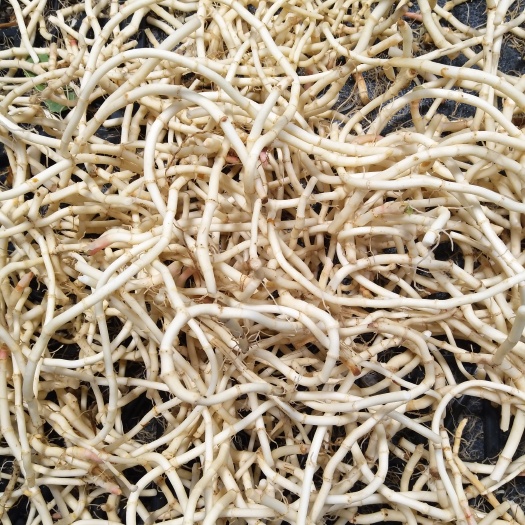 当阳市鱼腥草根
