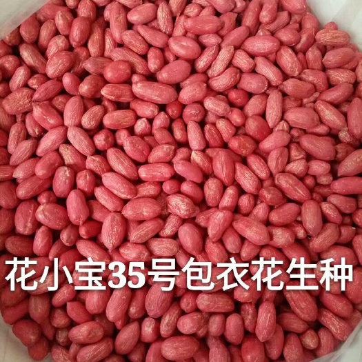 莱阳市花生种子  花小宝35号