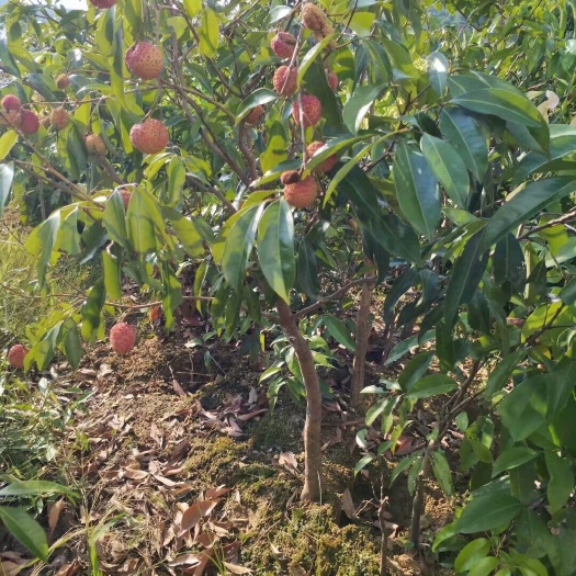 灵山县无核荔枝苗  吃了不上火，的荔枝无核荔枝