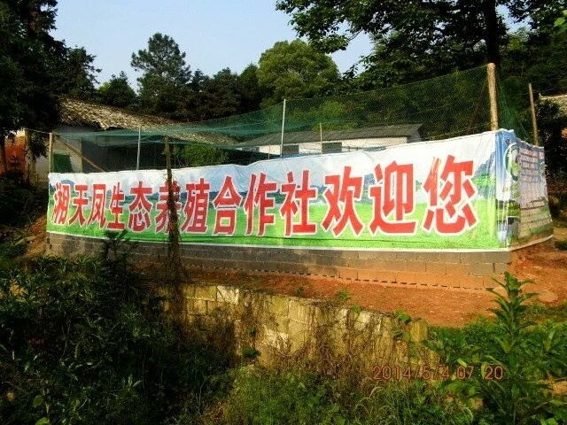 醴陵市贵妃鸡苗