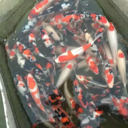 周口红草金鱼