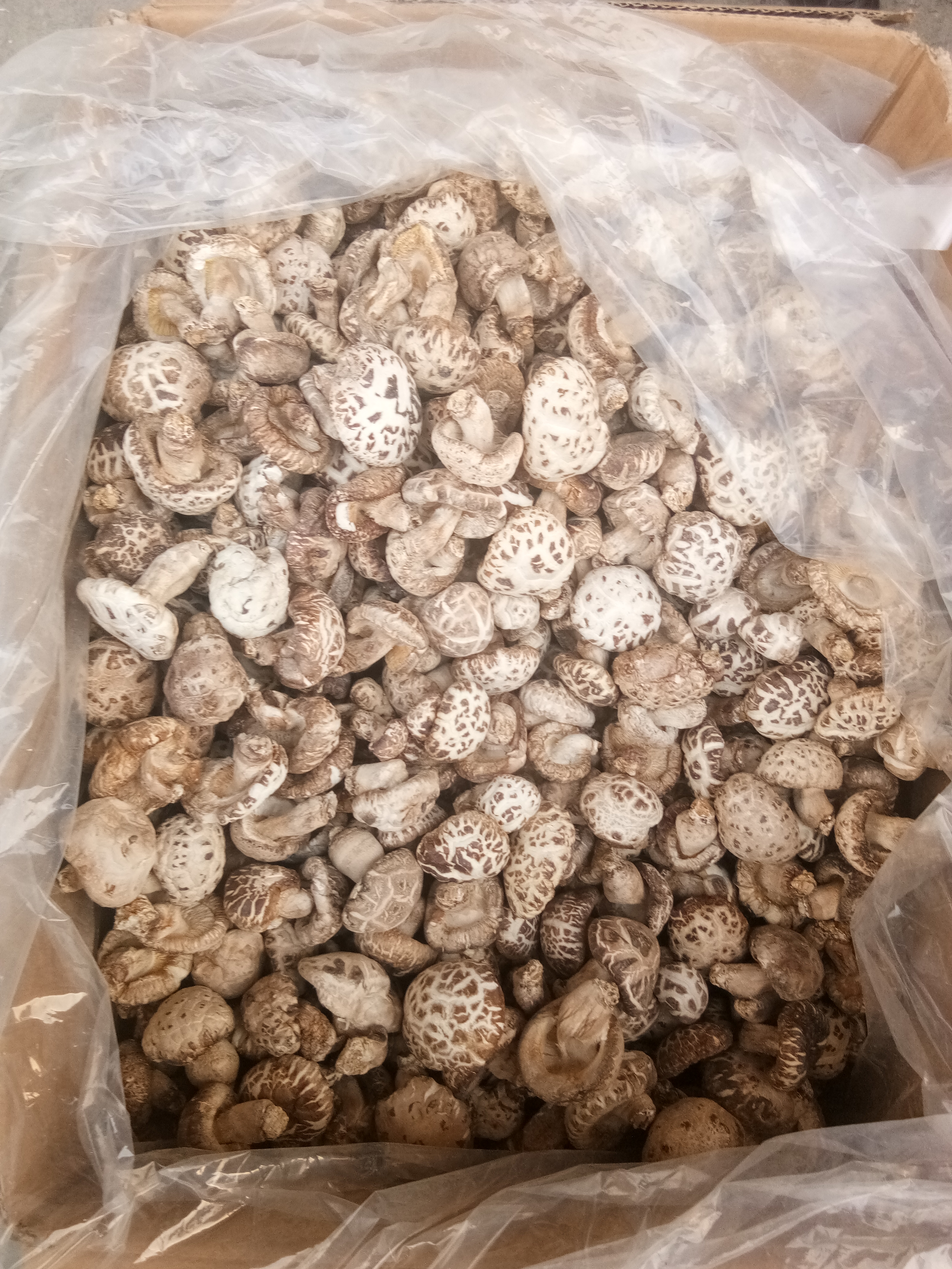 花菇干 箱装 1年